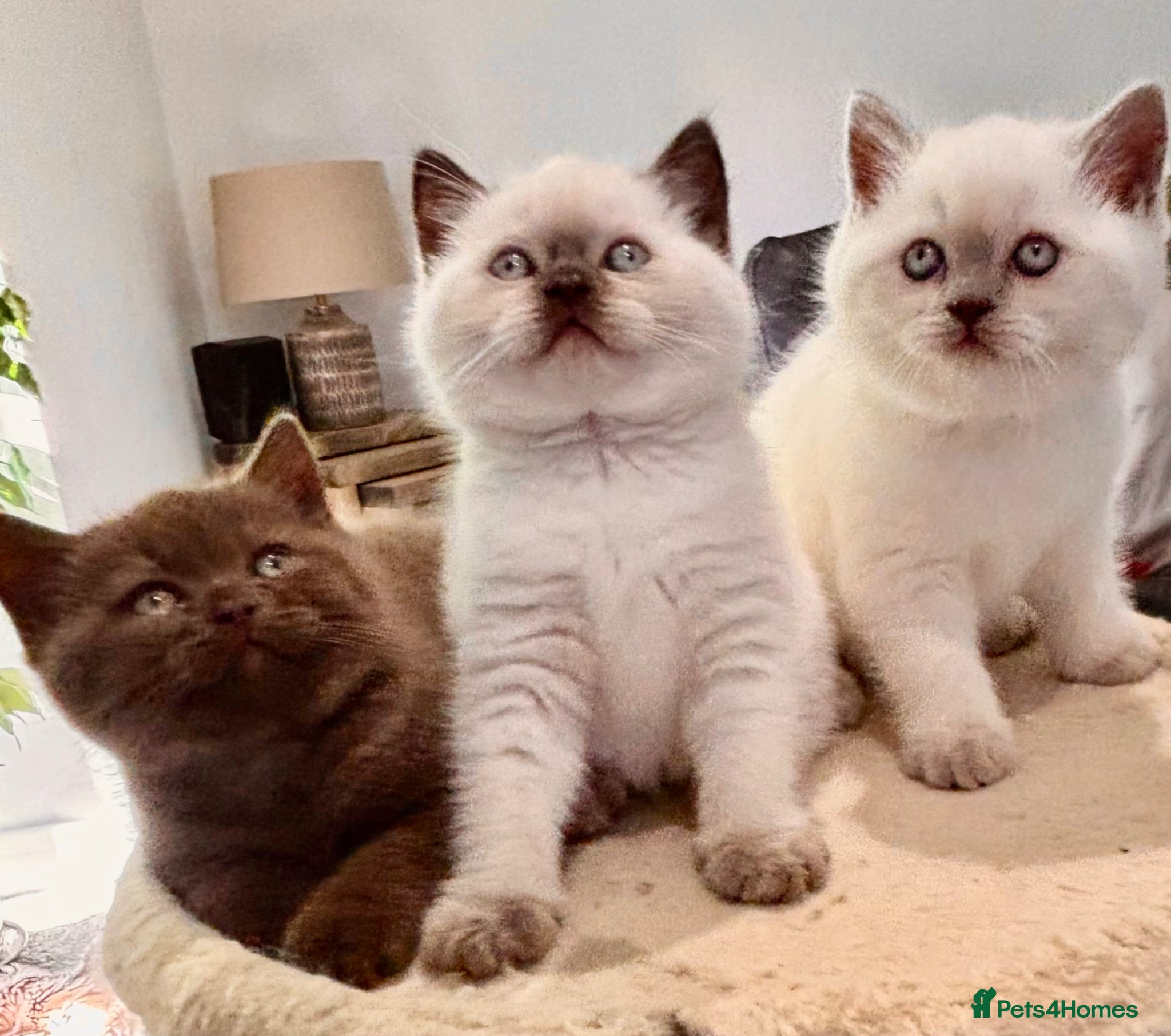 British Shorthair cats Amazing chunky GCCF pedigree BSH kittens - Advert 1