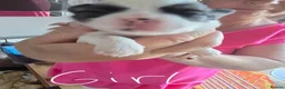 Shih Tzu dogs for sale: Imperial Shih Tzu Pups For Sale - Advert 6