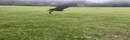 Jack Russell dogs for stud: Mister Marshall Parkinson in Ilkley - Advert 8