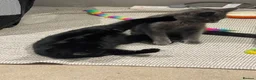 Mixed Breed cats for sale: Kitten 1 & Kitten 2 in Wallingford - Advert 9