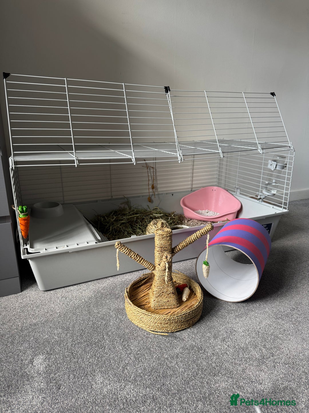 Mixed Breed rabbits for sale: 2 Bunnies with cage and all remaining supplies  - Image 12