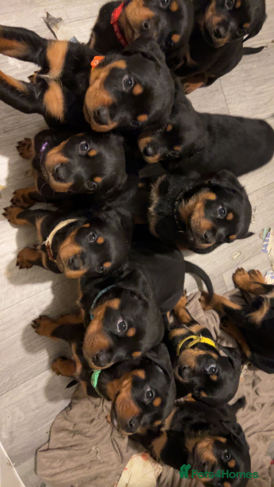 Rottweiler dogs for sale: Rotwellier puppies READY NOW  - Advert 10