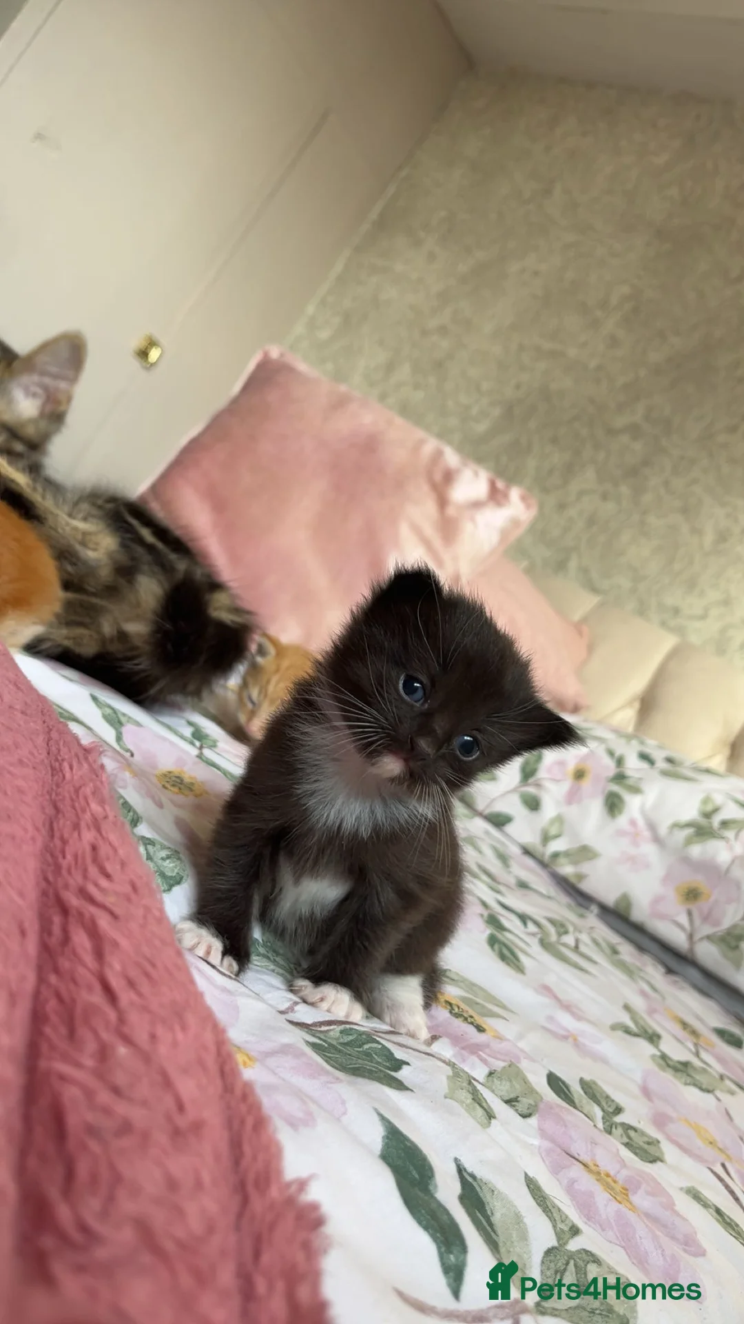Mixed Breed cats for sale: Gorgeous 3 week old kittens.  - Advert 2
