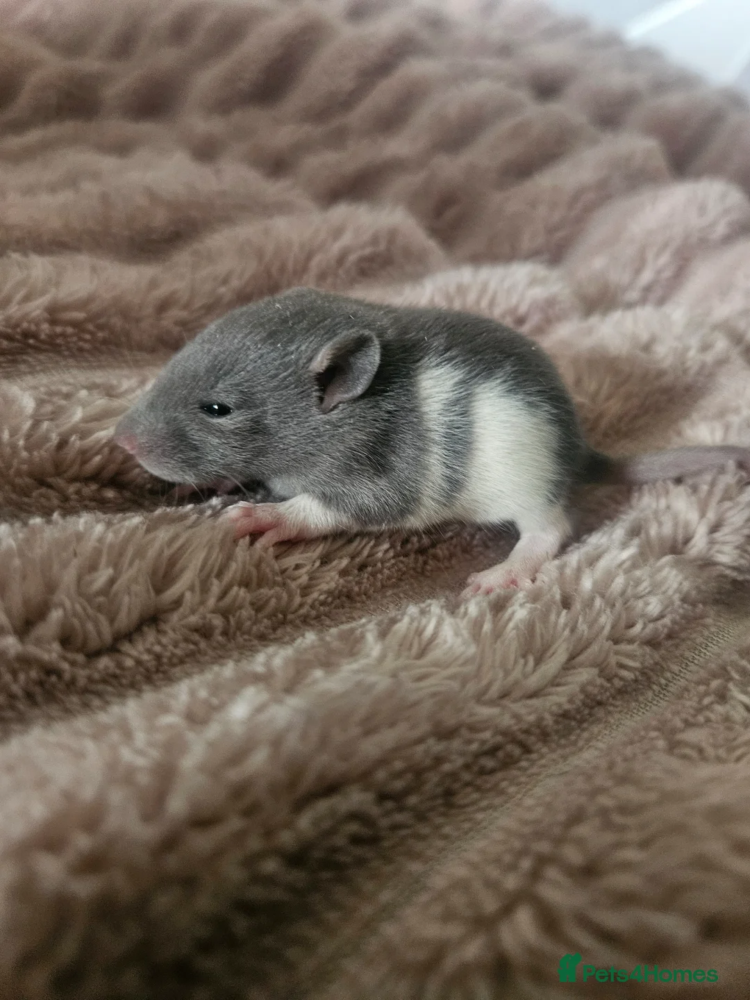 Rat rodents for sale: Baby rats ready 29/06/26 - Advert 1