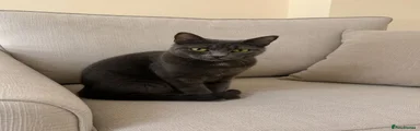 Russian Blue - Luna