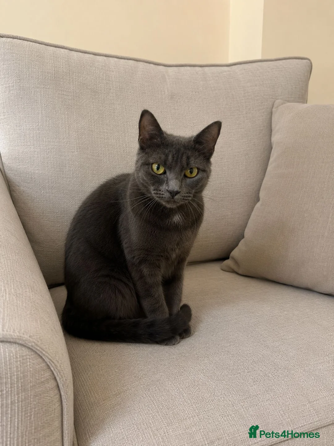 Russian Blue cats for sale: Our beautiful Luna - Advert 3