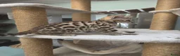 Bengal cats for sale: TICA REGISTERED BROWN ROSETTED BENGAL KITTENS  - Advert 7