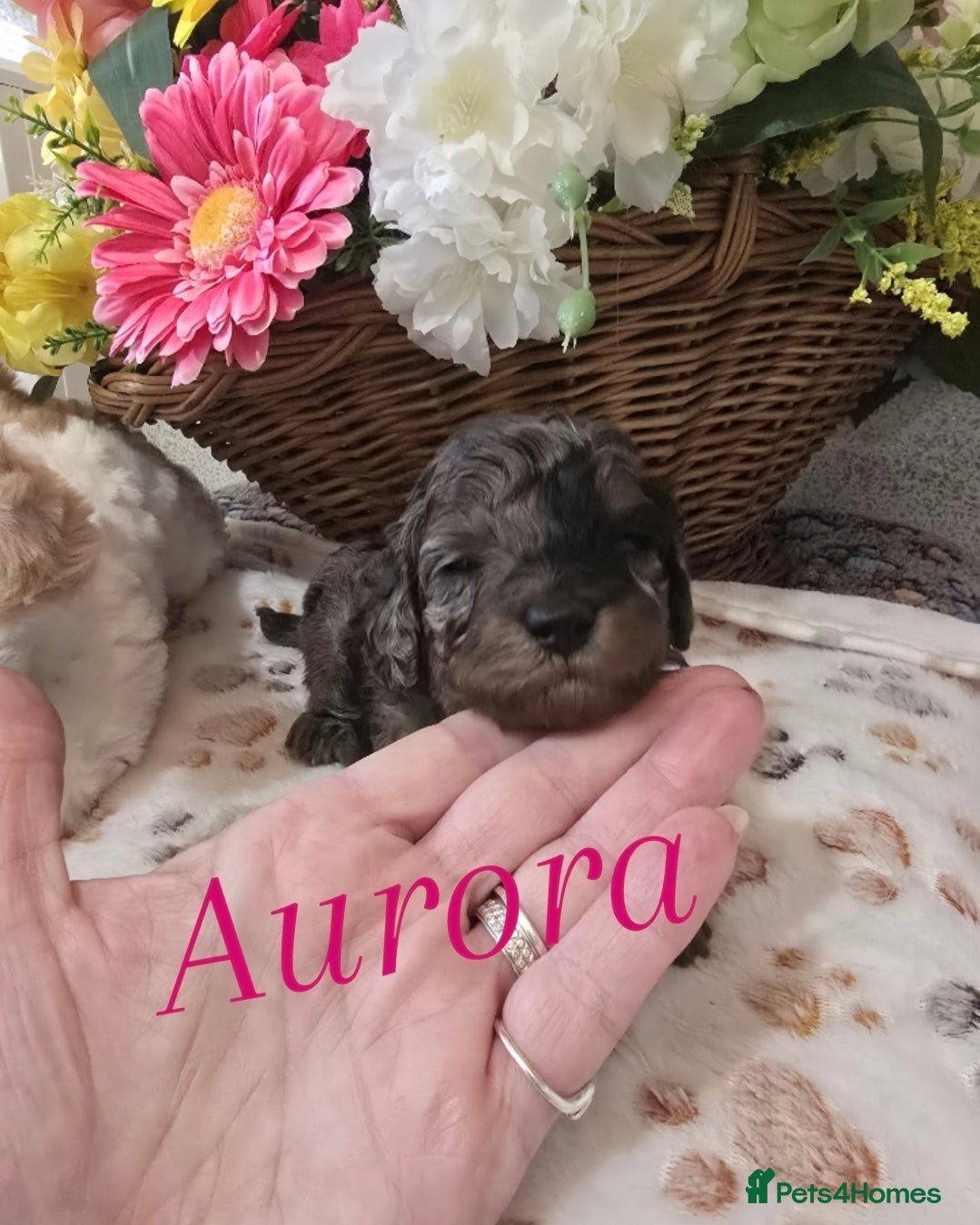 Cavapoo dogs Beautiful fully health tested cavapoo puppies  - Advert 1