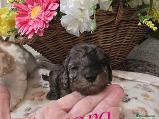 Cavapoo dogs Beautiful fully health tested cavapoo puppies - Advert 1