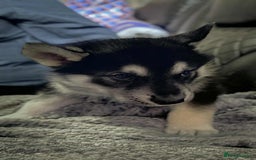 Shepsky dogs for sale: Siberian husky hybrids  - Image 5