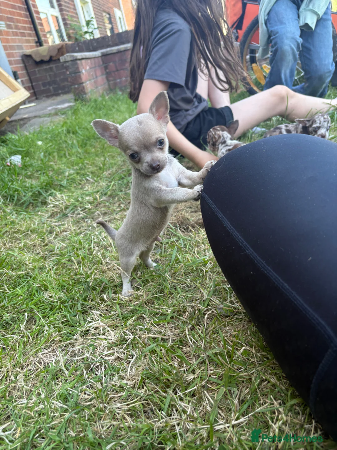 Chihuahua dogs for sale: 2 left! Ready!  chihuahua pups - Advert 2