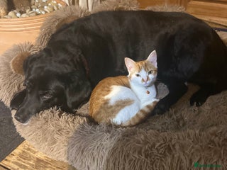 Domestic Shorthair cats 3 Adorable Ginger and White Kittens - Advert 4