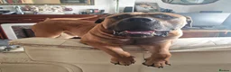 Boerboel dogs for stud: Boerboel male for stud - Advert 5
