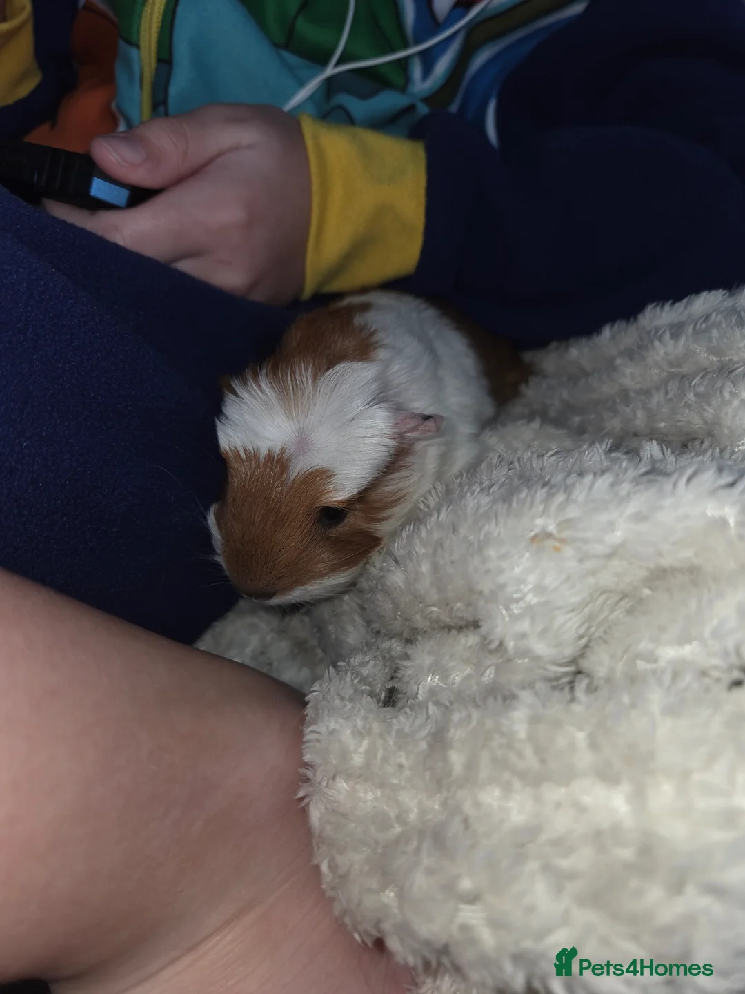 Guinea Pig rodents for sale: Boy guinea pig  - Advert 3