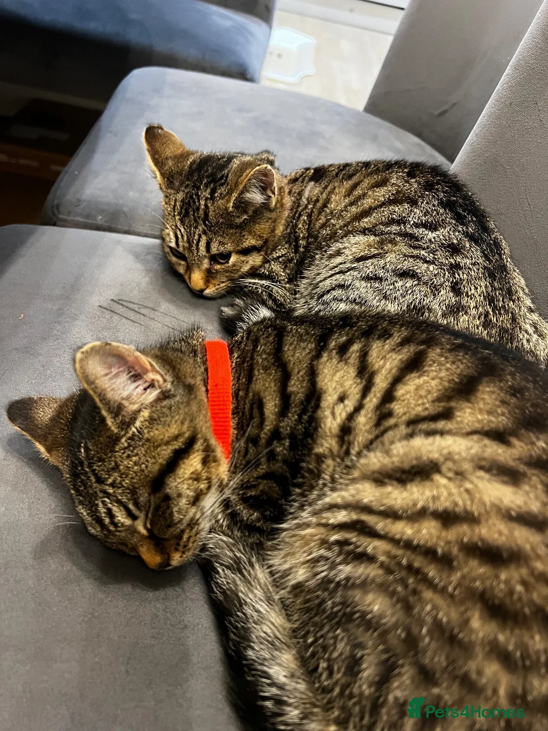 American Shorthair cats for sale: Tabby kittens  in Runcorn - Advert 6