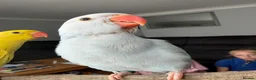 Parakeets birds for sale: Three 8 week old Indian ring neck parakeets  - Advert 6