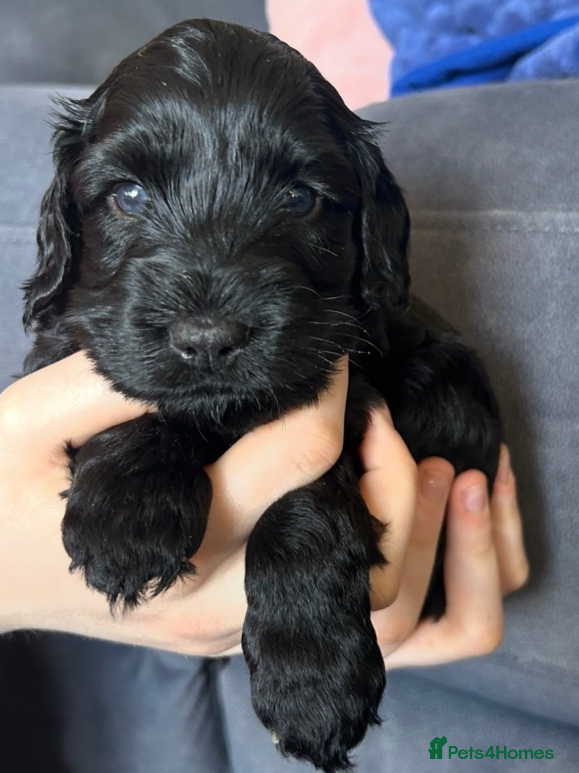Cockapoo dogs Cockapoos - Phantom and Black boy available - Advert 2