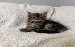 Mixed Breed cats for sale: Stunning Maine Coon x Norwegian Forest Kittens  - Image 12