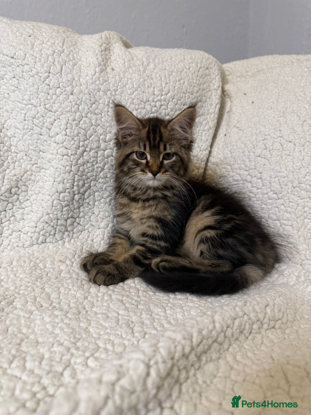 Mixed Breed cats for sale: Stunning Maine Coon x Norwegian Forest Kittens  - Image 12