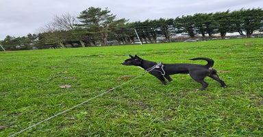 Mixed Breed dogs Oliver - Advert 16