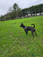 Mixed Breed dogs Oliver - Advert 15