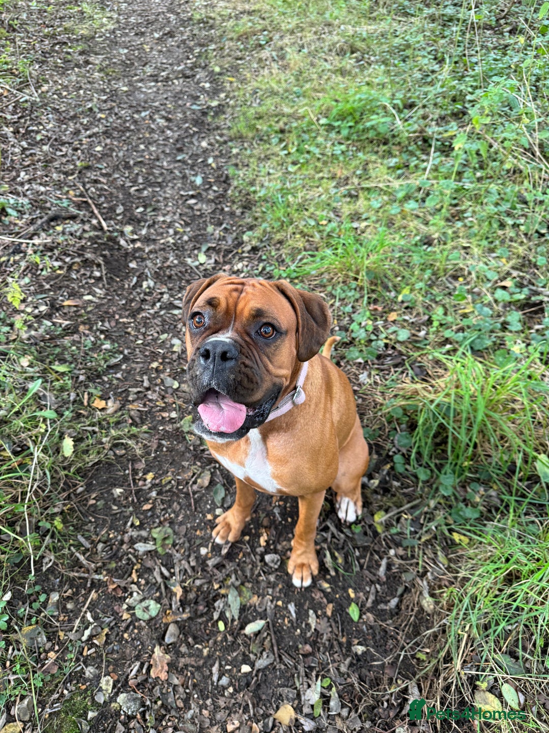 Boxer dogs for sale: Boxer Puppies UPDATED PHOTOS  - Advert 25