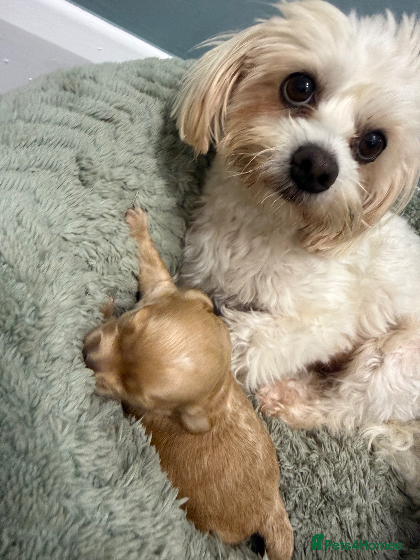 Maltipoo dogs Top class miniature maltipoo puppies - Advert 5