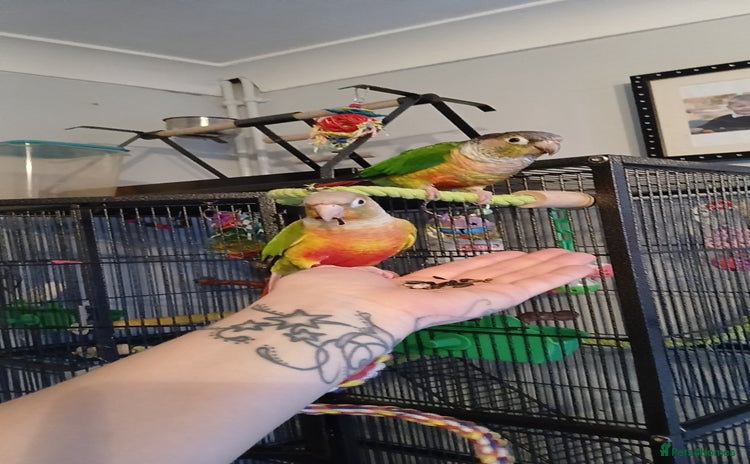 Conures birds - Advert 1