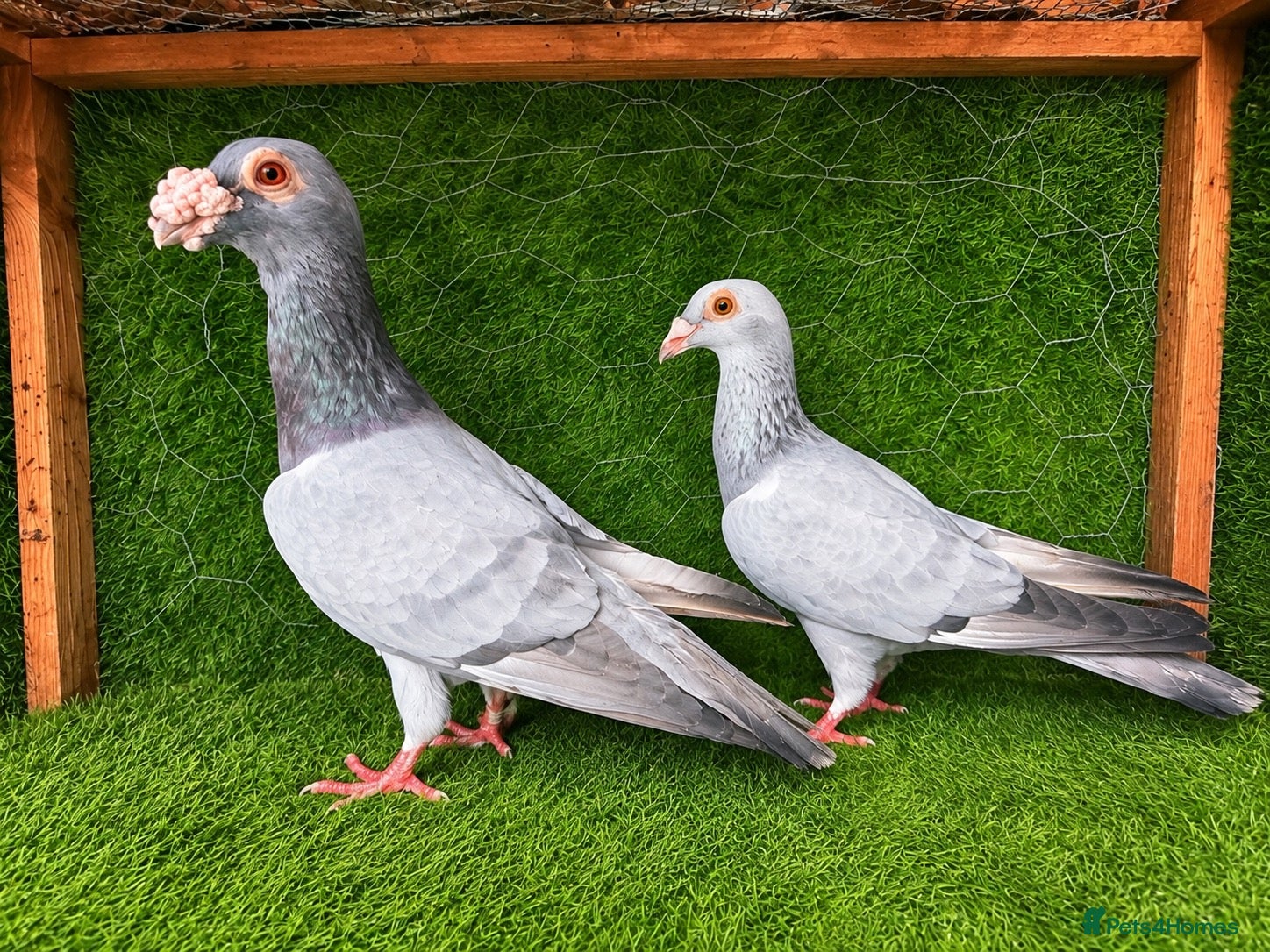 Pigeons birds Beautiful Quality Pigeons Healthy & Well Cared For - Advert 2