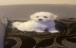 Maltese dogs for sale: Purebred Maltese Puppies Ready Now! - Image 4