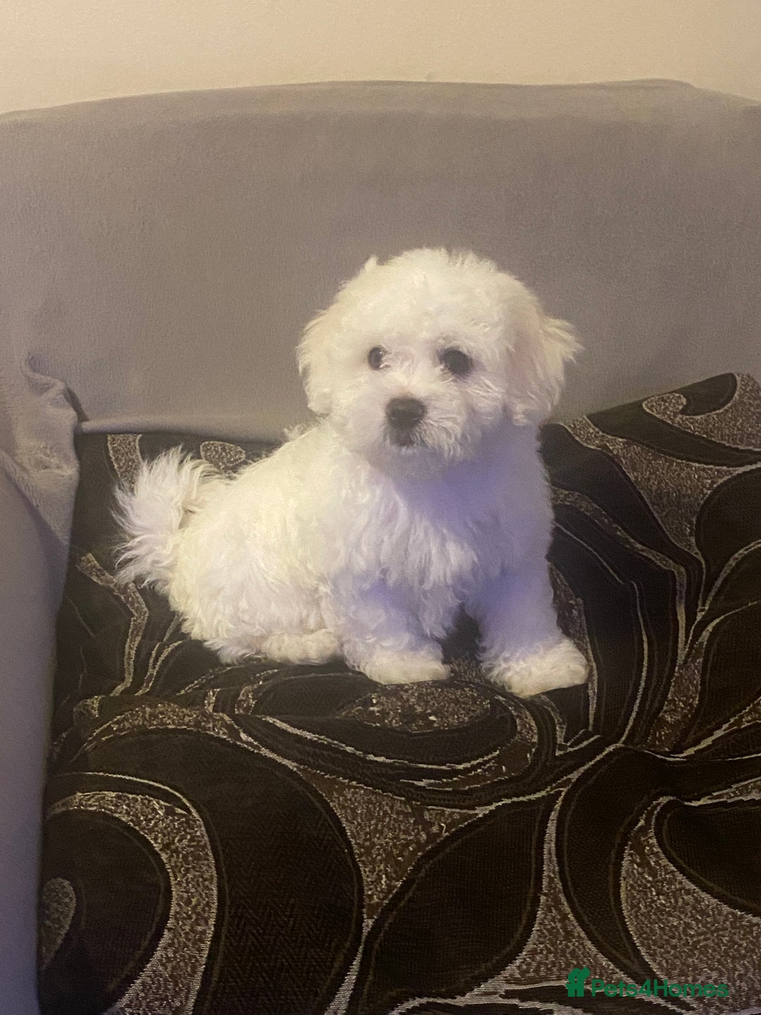 Maltese dogs for sale: Purebred Maltese Puppies Ready Now! - Image 4