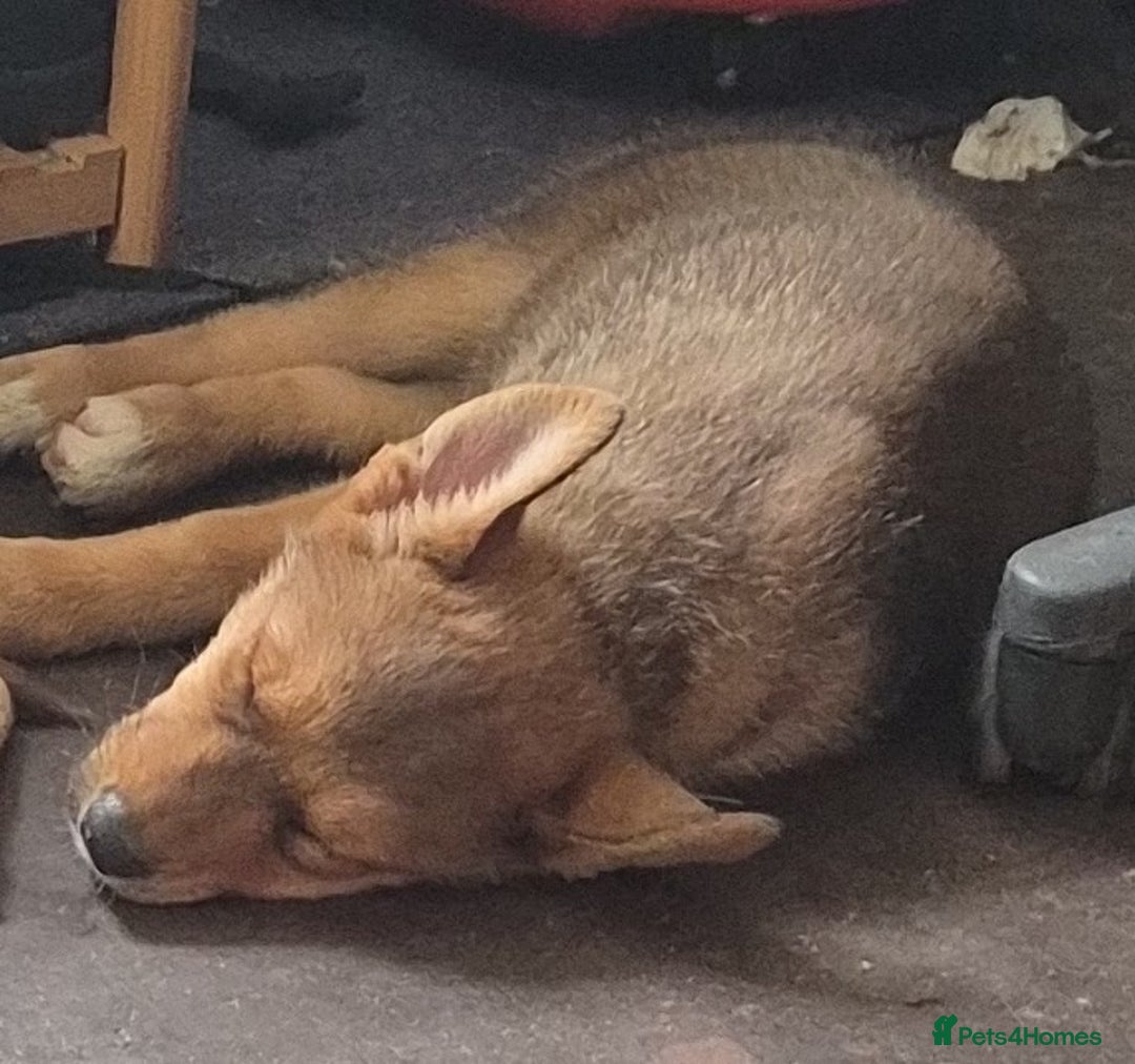 Siberian Husky dogs for sale: Price negotiable, Husky mix - Image 1