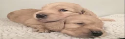 Miniature Dachshund dogs for sale: Show quality mini longhaired dachshunds pups - Advert 7