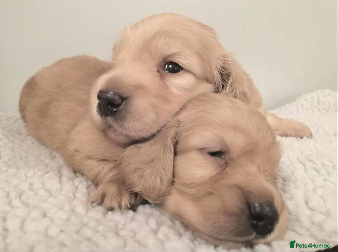 Miniature Dachshund dogs for sale: Show quality mini longhaired dachshunds pups - Advert 7