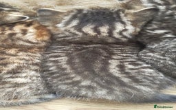 Scottish Fold cats for sale: Scottish Fold kittens -waiting list NOW OPEN! 😻 - Image 9