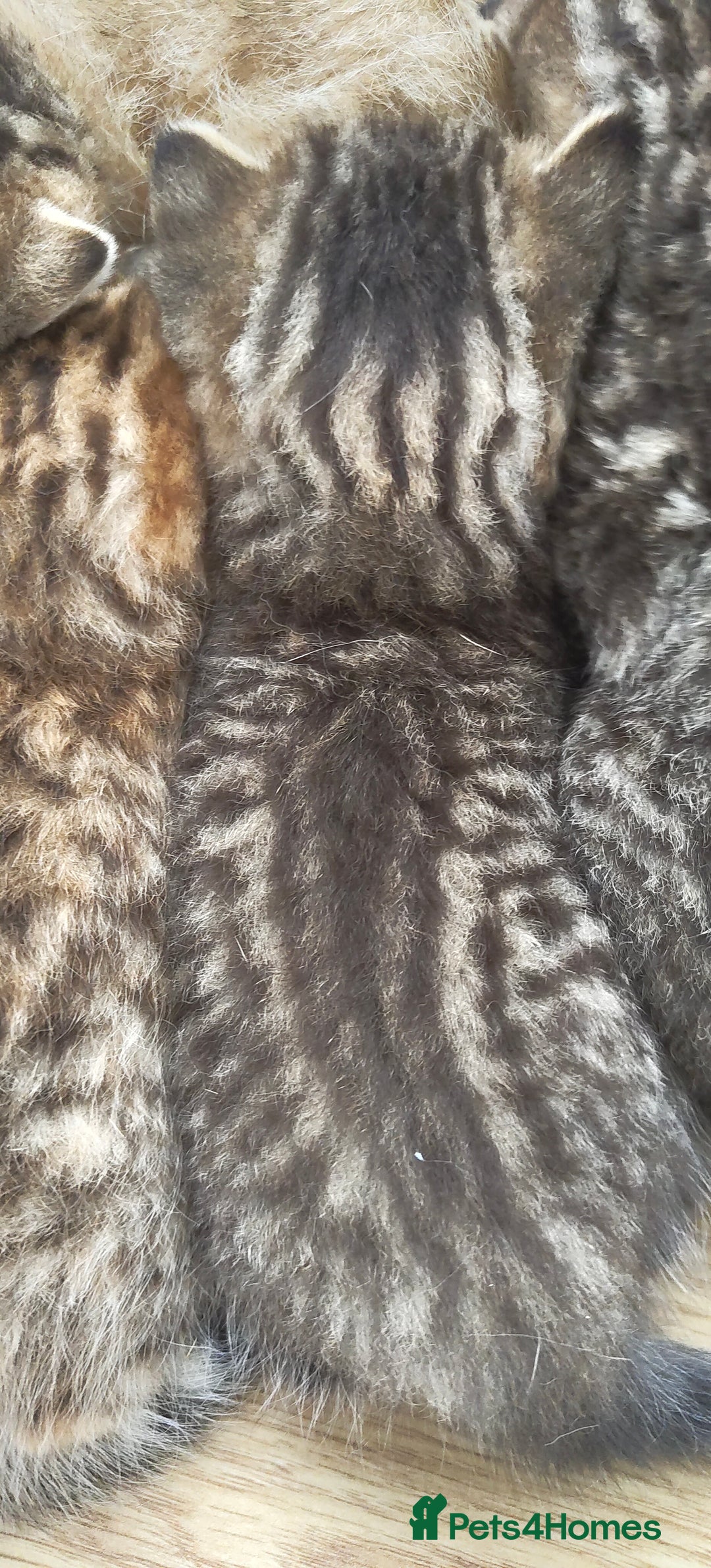 Scottish Fold cats for sale: Scottish Fold kittens -waiting list NOW OPEN! 😻 - Image 9