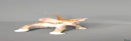 Cornish Rex cats for sale: Cornish Rex Kittens Available for Reservation  - Advert 13