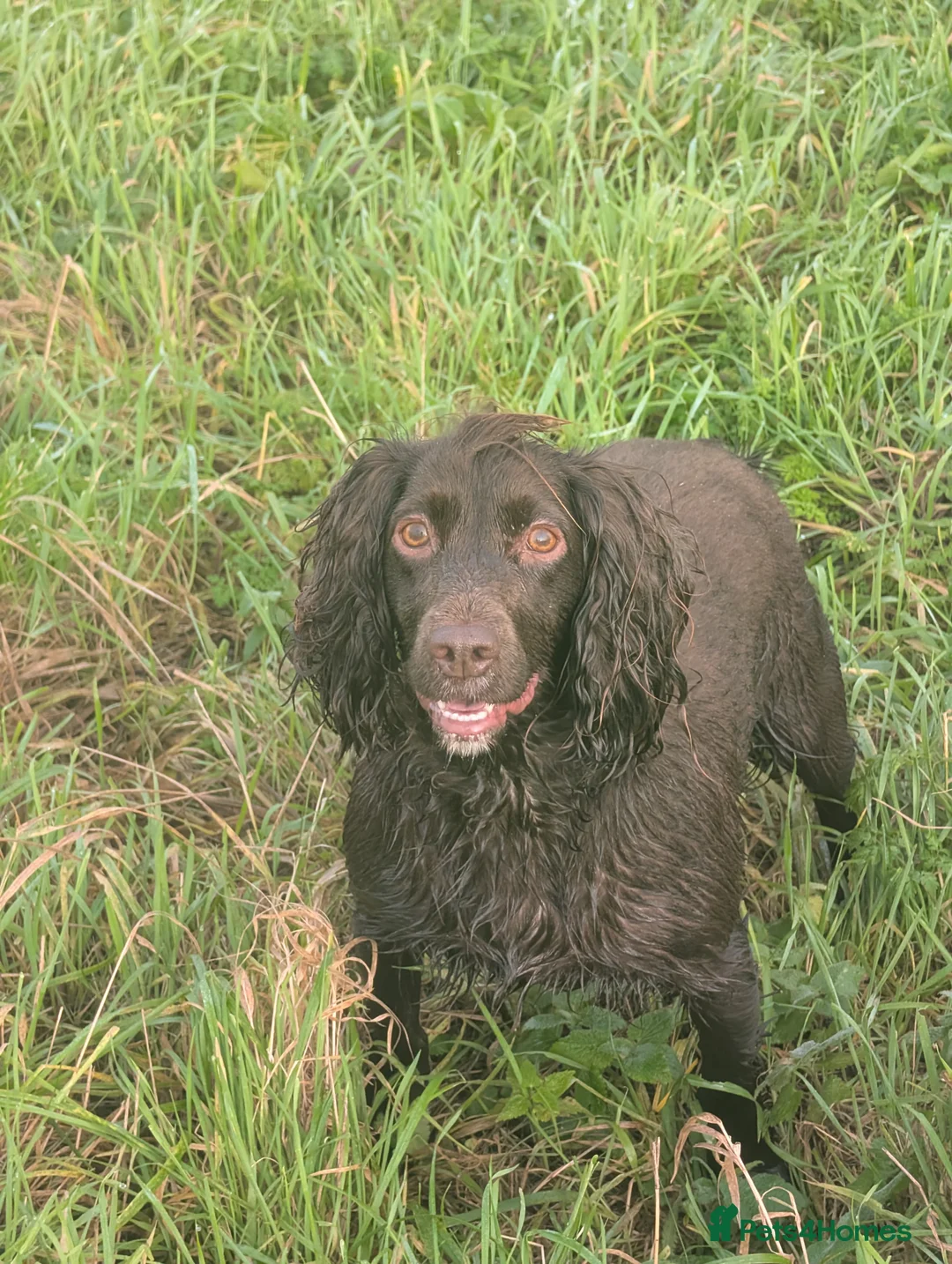 Cocker Spaniel dogs for sale: Working cocker spaniel bitch, last of litter  in Doncaster - Advert 2
