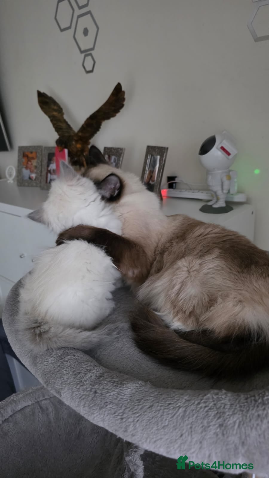 Ragdoll cats Two beautiful Ragdoll kittens  - Advert 1