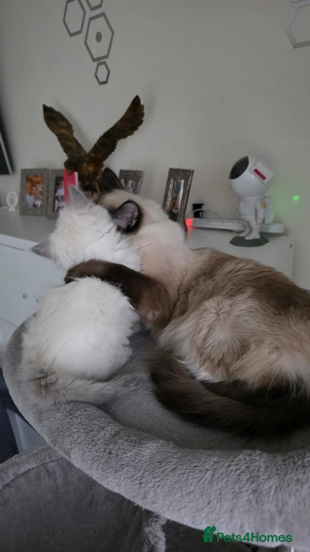 Ragdoll cats for sale: Two beautiful Ragdoll kittens  - Advert 1