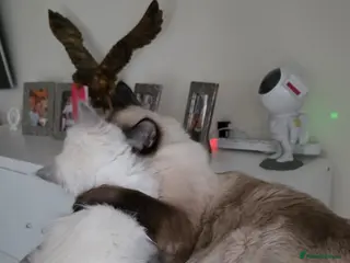 Ragdoll cats Two beautiful Ragdoll kittens - Advert 1