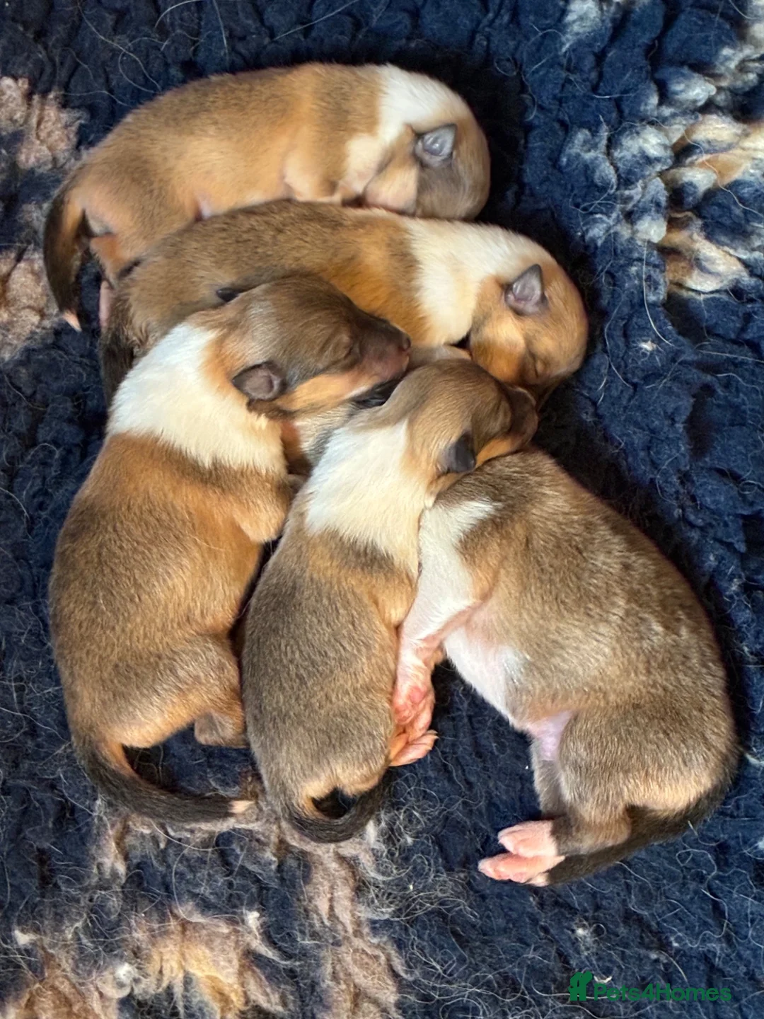 Rough Collie dogs for sale: Sable and white bitch puppies - Advert 2