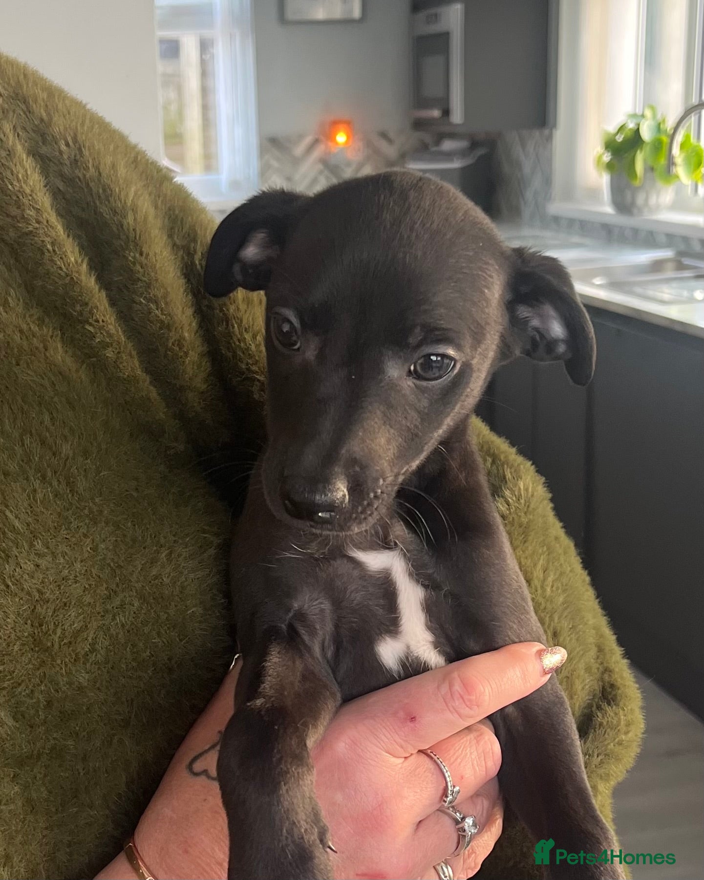 Whippet dogs KC registered stunning small whippet pups - Advert 8