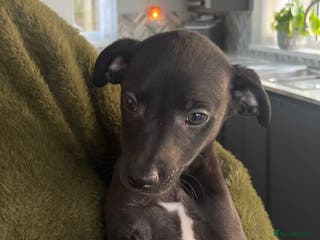 Whippet dogs KC registered stunning small whippet pups - Advert 8