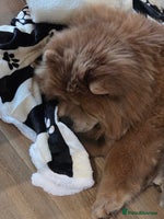 Mixed Breed dogs Chow Pei puppies - Advert 7