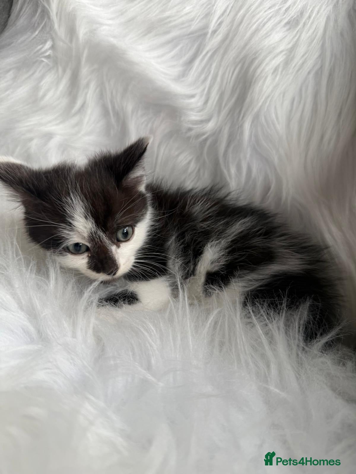 Mixed Breed cats Maincoon x  - Advert 2