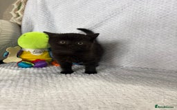 British Shorthair cats for sale: Beautiful British shorthair x kittens - Image 15