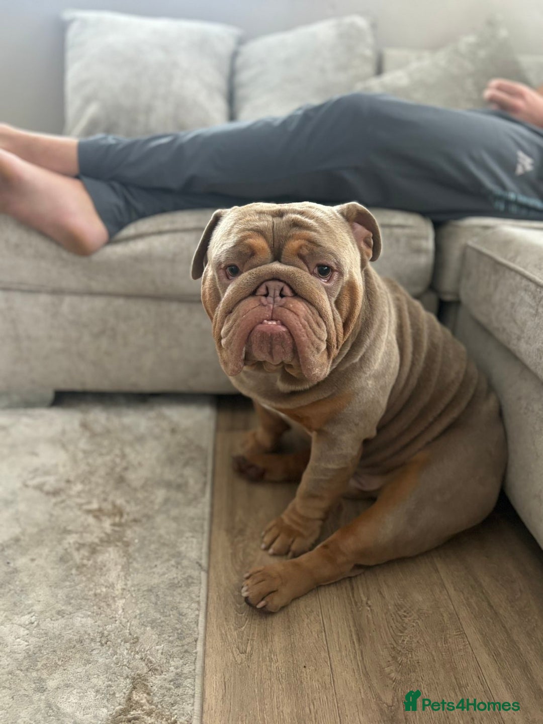 English Bulldog dogs for stud: English Bulldog (Stud) - Advert 13