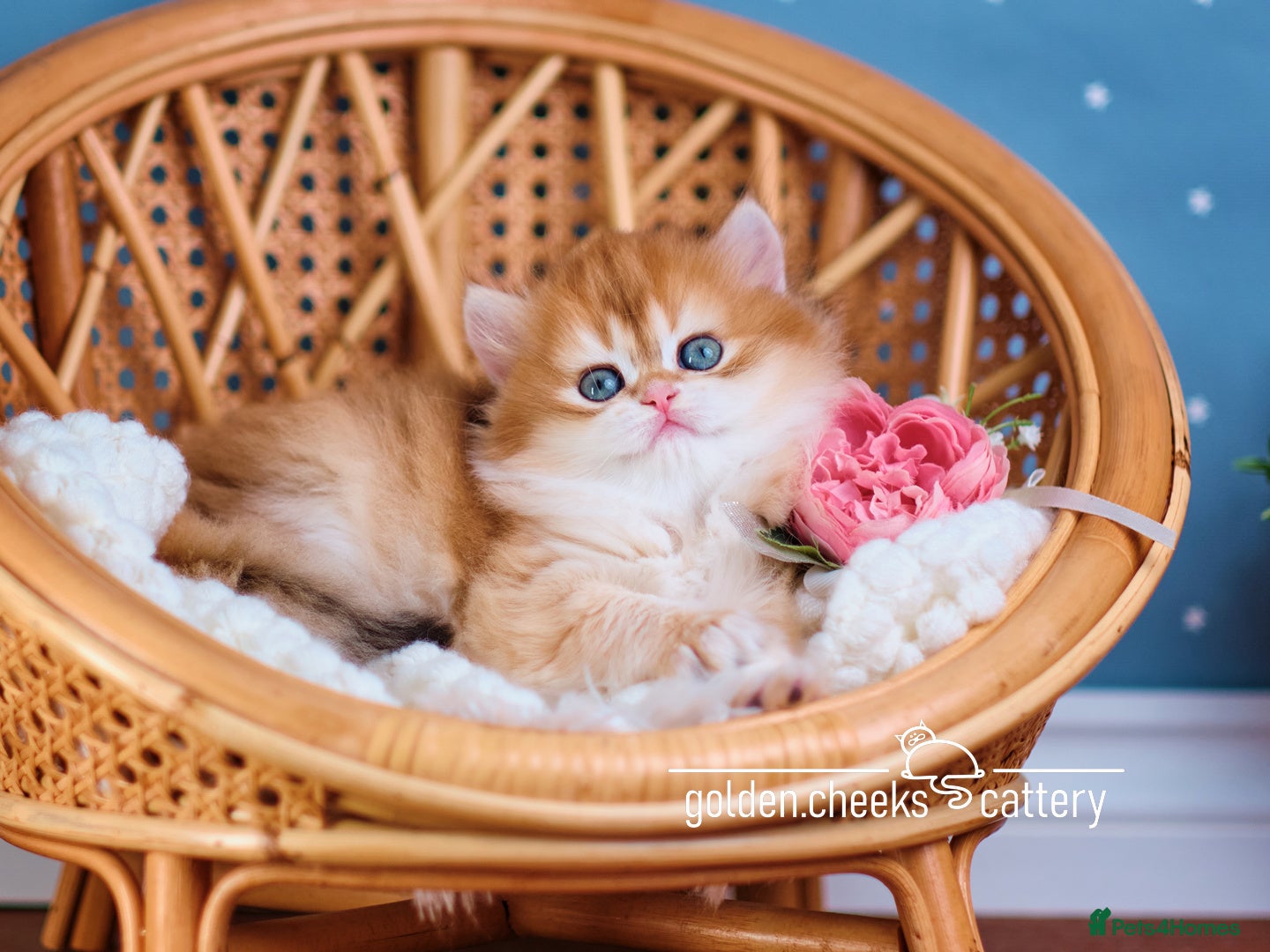 British Longhair cats British Longhair Golden Female - Advert 2