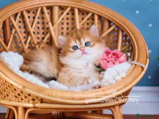 British Longhair cats British Longhair Golden Female - Advert 2